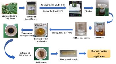 Synergistic Effect of Zinc Oxide Nanoparticles and Moringa oleifera Leaf Extract Alleviates Cadmium Toxicity in <mark class="highlighted">Linum</mark> usitatissimum: Antioxidants and Physiochemical Studies